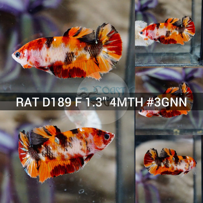 (RAT-D189) Nemo Copper Galaxy Plakat Female Betta