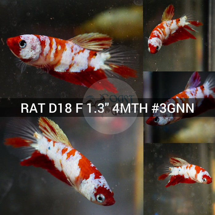 X(RAT-D18) Red Galaxy Halfmoon Female Betta