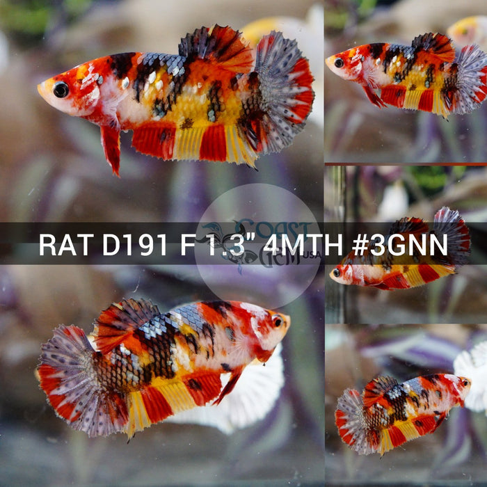 (RAT-D191) Nemo Copper Galaxy Plakat Female Betta