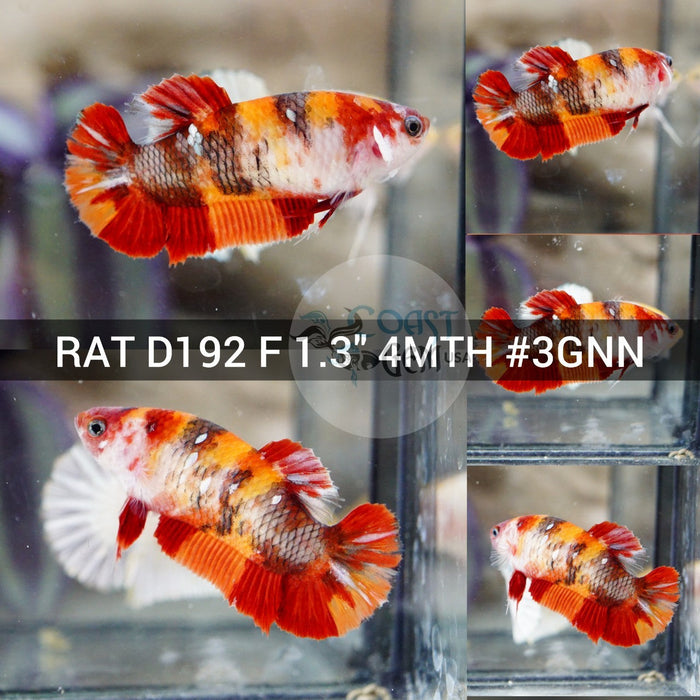 (RAT-D192) Nemo Copper Galaxy Plakat Female Betta