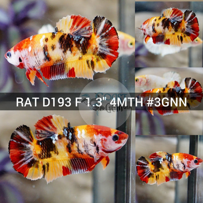 (RAT-D193) Yellow Copper Multicolor Plakat Female Betta