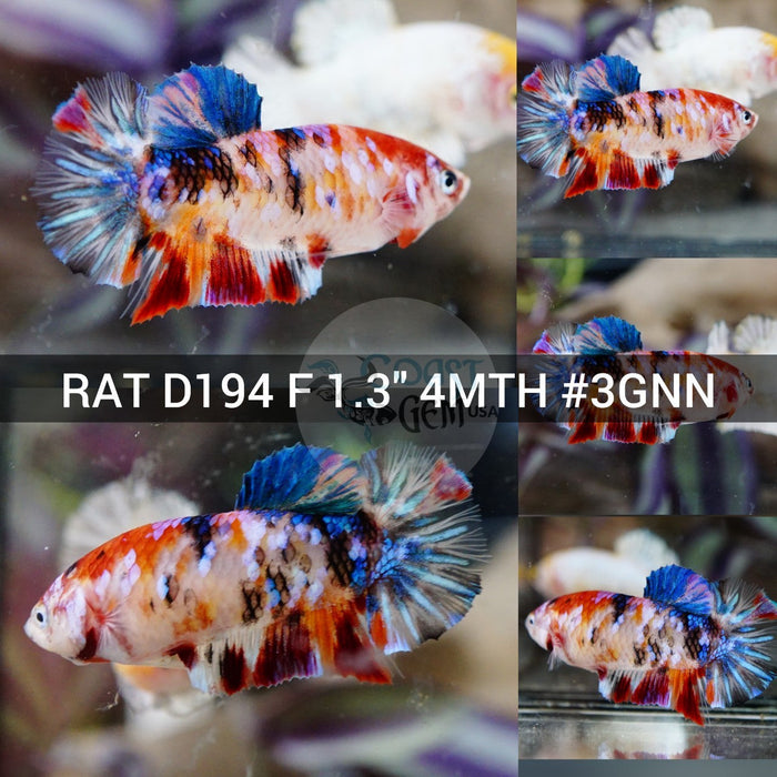(RAT-D194) Galaxy Multicolor Plakat Female Betta