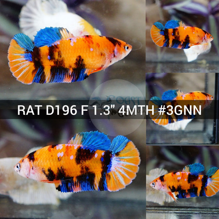 (RAT-D196) Nemo Tiger Galaxy Plakat Female Betta