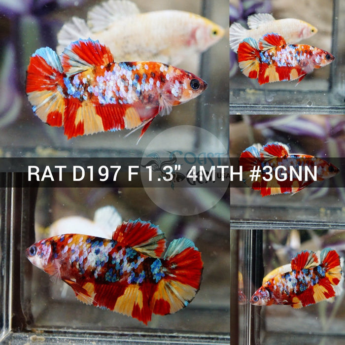 (RAT-D197) Nemo Multicolor Plakat Female Betta
