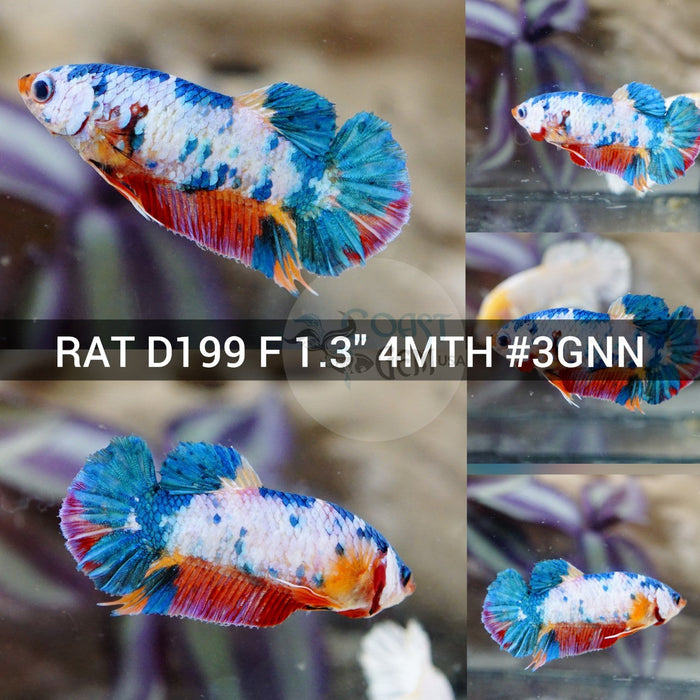 x(RAT-D199) Dragon Multicolor Plakat Female Betta