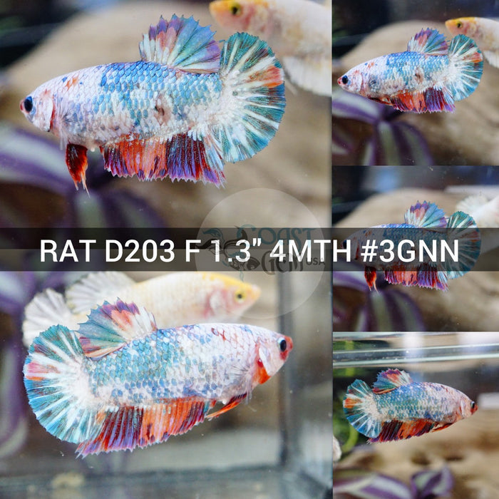 (RAT-D203) Galaxy Multicolor Plakat Female Betta