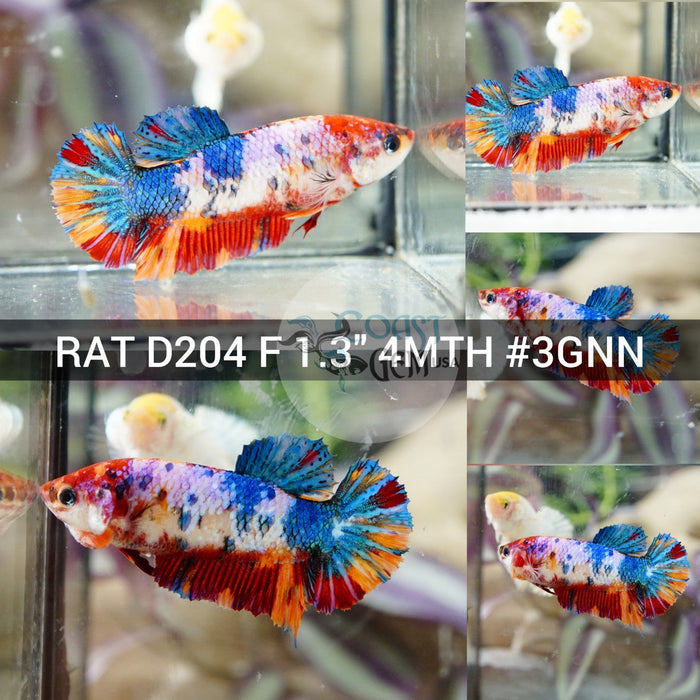 (RAT-D204) Galaxy Multicolor Plakat Female Betta