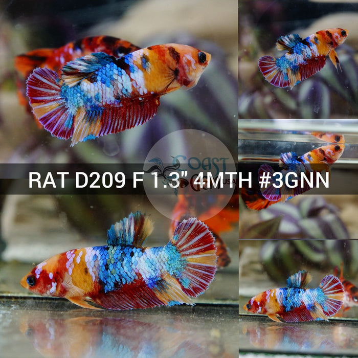 (RAT-D209) Nemo Multicolor Plakat Female Betta