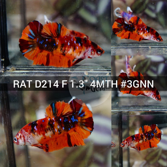 (RAT-D214) Nemo Galaxy Plakat Female Betta