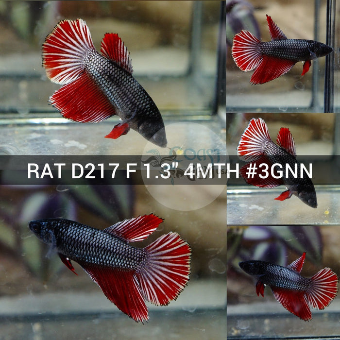 (RAT-D217) Red Copper Halfmoon Female Betta