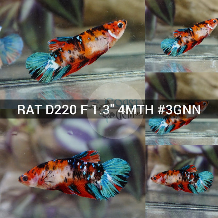(RAT-D220) Red Galaxy Halfmoon Female Betta