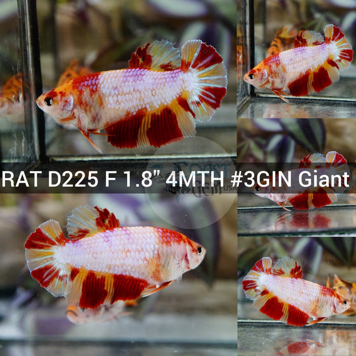 (RAT-D225) Nemo Galaxy Dragon Giant Halfmoon Female Betta
