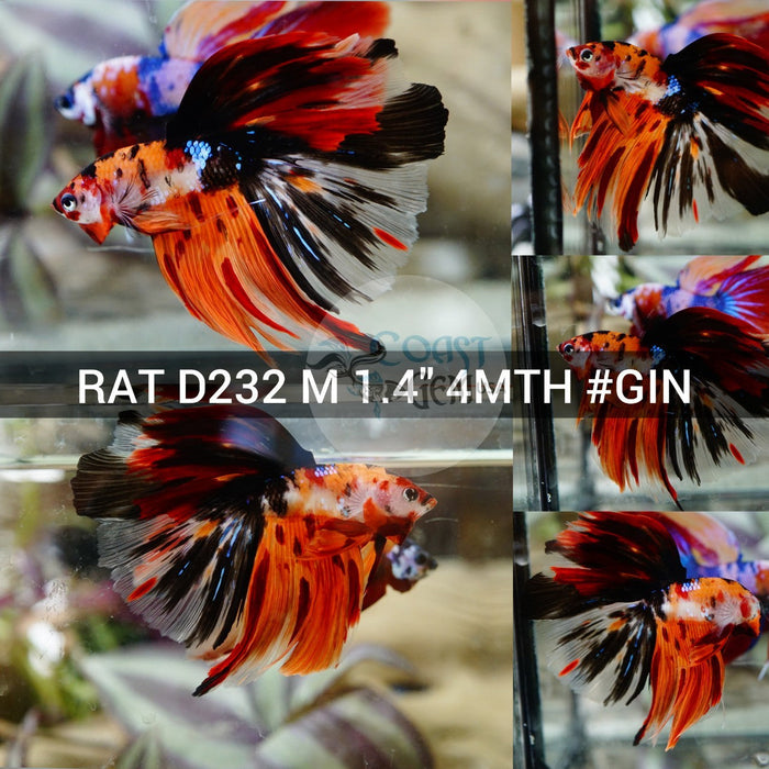 (RAT-D232) Nemo Galaxy Halfmoon Male Betta