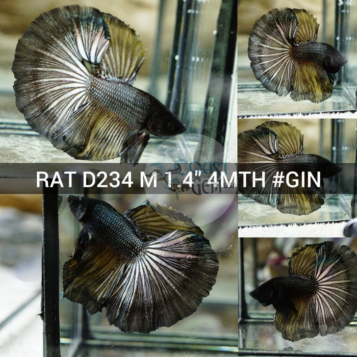 (RAT-D234) Copper Black Halfmoon Male Betta