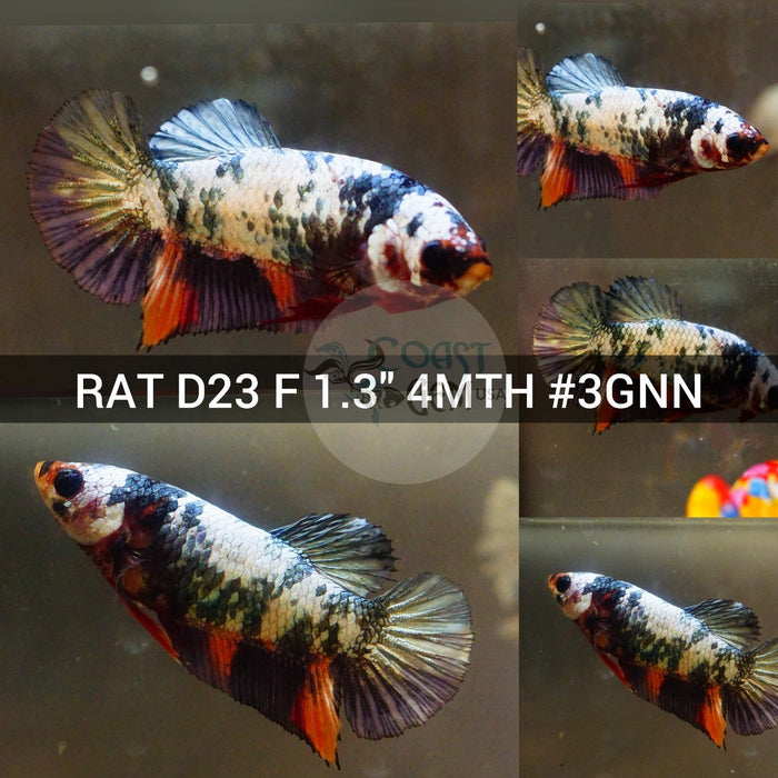 (RAT-D23) Copper Galaxy Plakat Female Betta