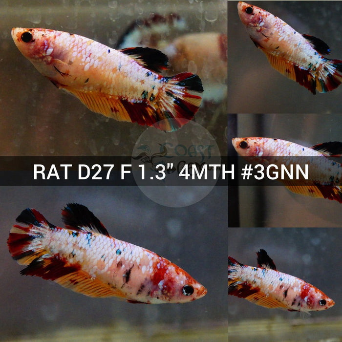(RAT-D27) Nemo Galaxy Plakat Female Betta