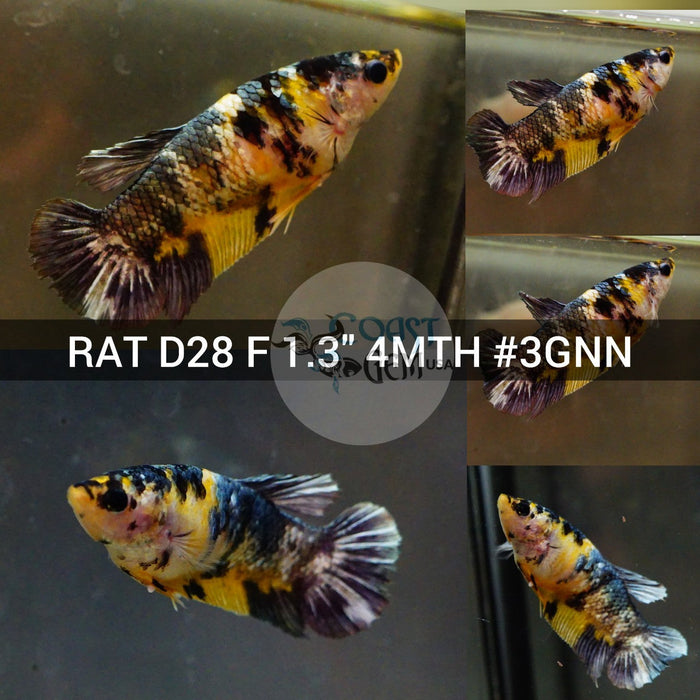 (RAT-D28) Yellow Copper Galaxy Plakat Female Betta