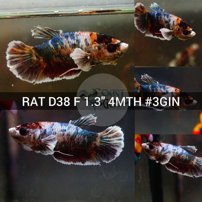 (RAT-D38) Nemo Copper Galaxy Dumbo Female Betta