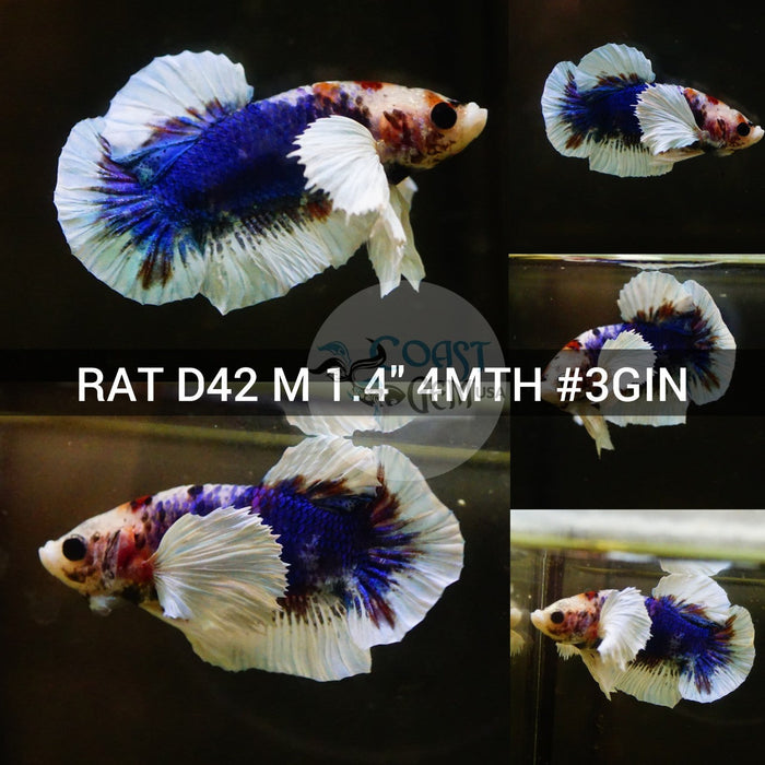 X(RAT-D42) Blue Marble Butterfly Dumbo Male Betta