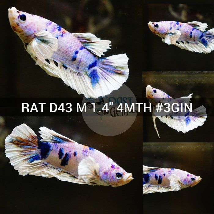 (RAT-D43) Pink Candy Dragon Dumbo Male Betta