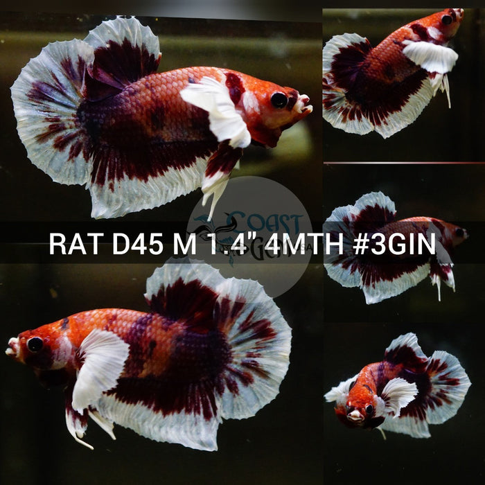 (RAT-D45) Nemo Pink Candy Butterfly Dumbo Male Betta