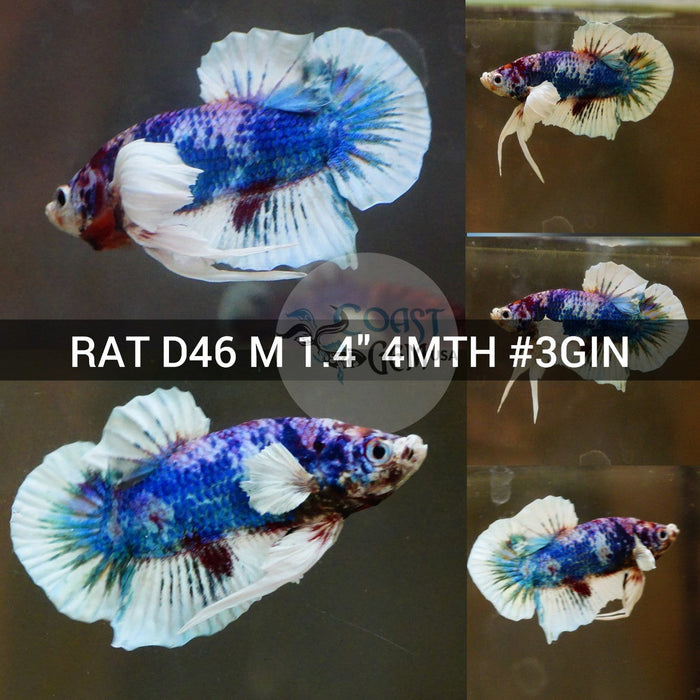 (RAT-D46) Purple Candy Avatar Dumbo Male Betta