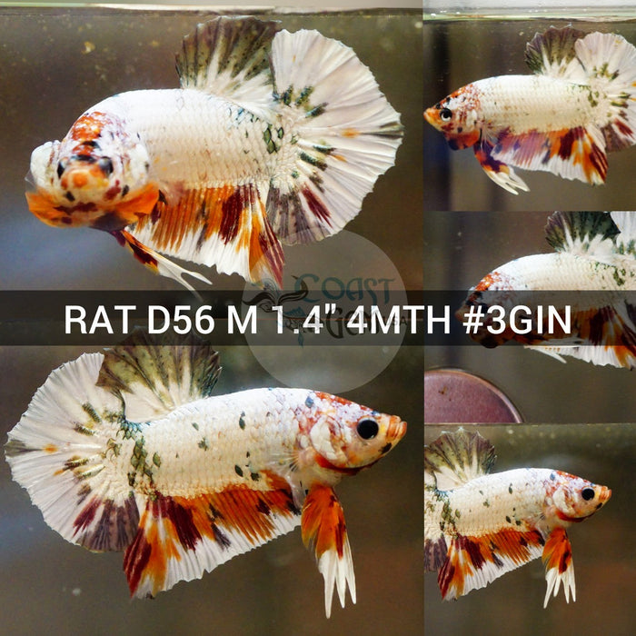 (RAT-D56) Nemo Copper Galaxy Dragon Plakat Male Betta