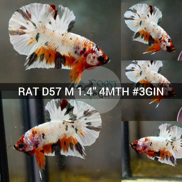 (RAT-D57) Nemo Copper Galaxy Dragon Plakat Male Betta