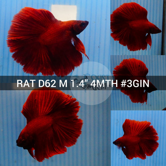 (RAT-D62) Super Red Double Tail Halfmoon Male Betta