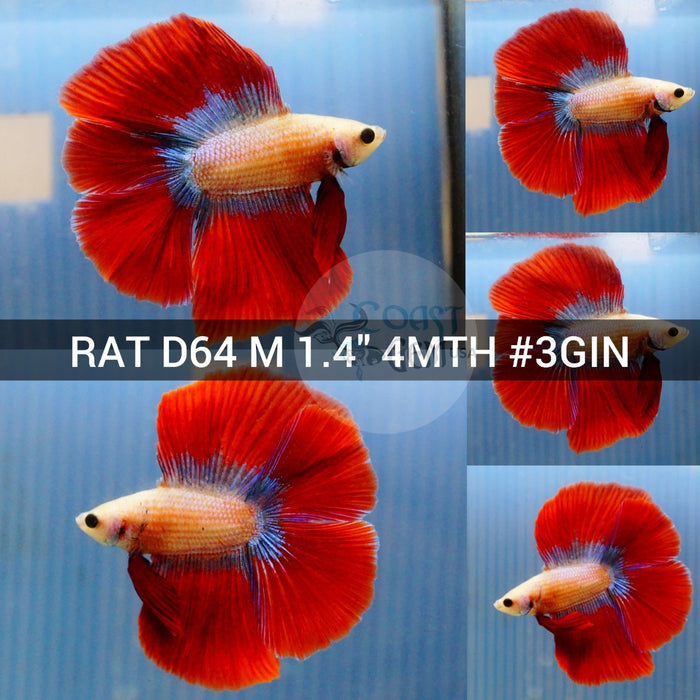 X(RAT-D64) Red Butterfly Double Tail Halfmoon Male Betta