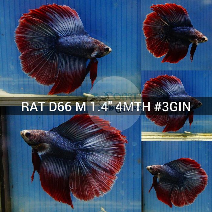 (RAT-D66) Purple Grizzle Double Tail Halfmoon Male Betta