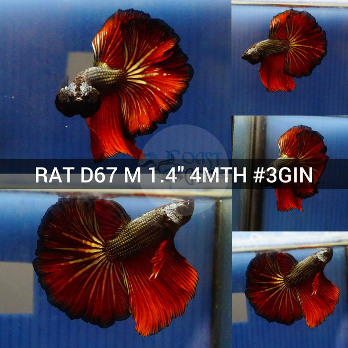 (RAT-D67) Copper Red Classic Halfmoon Male Betta