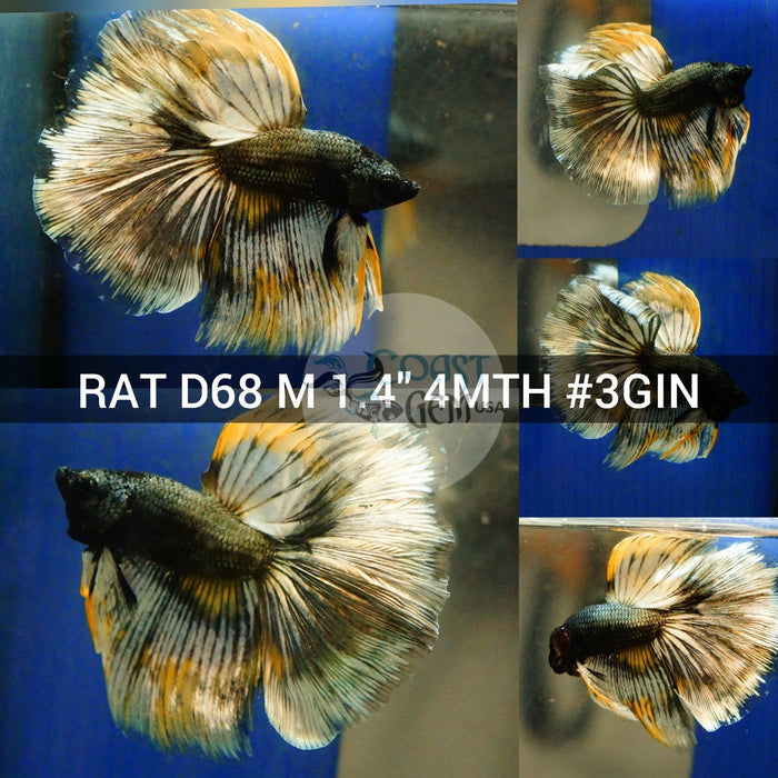 (RAT-D68) Copper Yellow Classic Halfmoon Male Betta