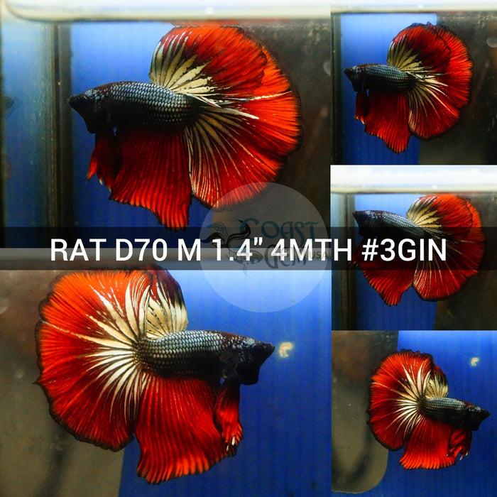 (RAT-D70) Copper Red Classic Halfmoon Male Betta