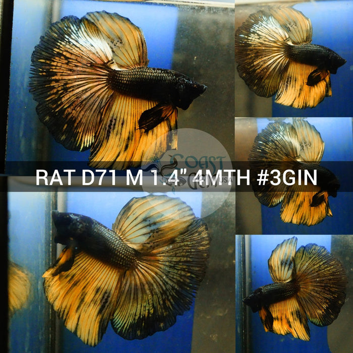 X(RAT-D71) Copper Yellow Classic Halfmoon Male Betta
