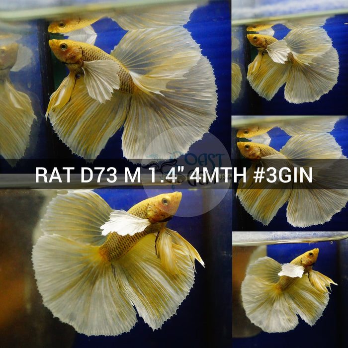 X(RAT-D73) Yellow Dumbo Halfmoon Male Betta