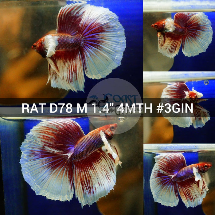 (RAT-D78) Lavender Dumbo Halfmoon Male Betta