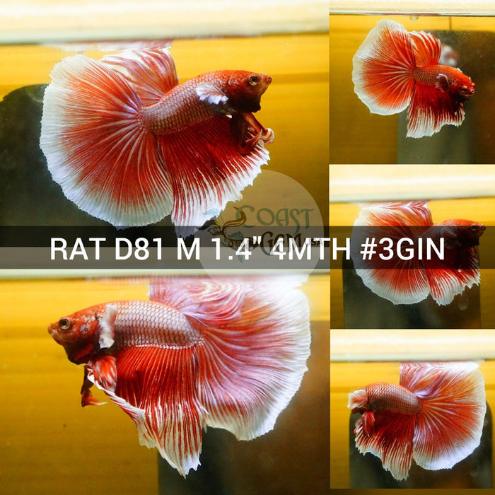 (RAT-D81) Copper Red Dumbo Halfmoon Male Betta