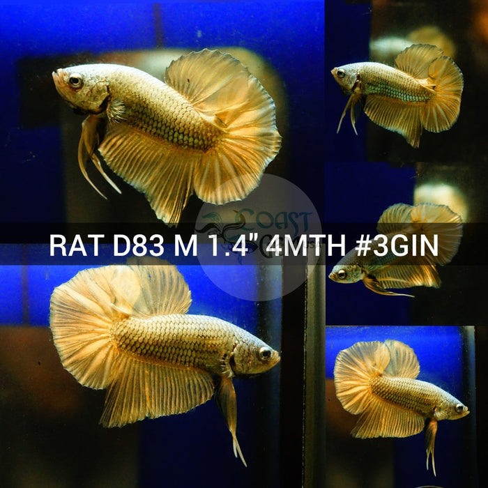 (RAT-D83) Copper Yellow Classic Plakat Male Betta