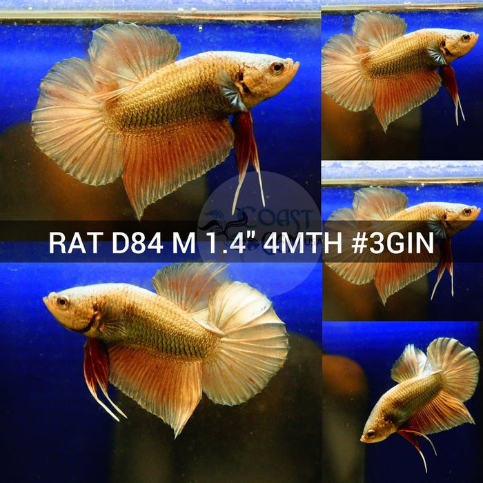 (RAT-D84) Copper Orange Classic Plakat Male Betta