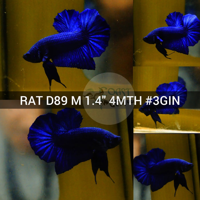 (RAT-D89) Super Blue Plakat Male Betta