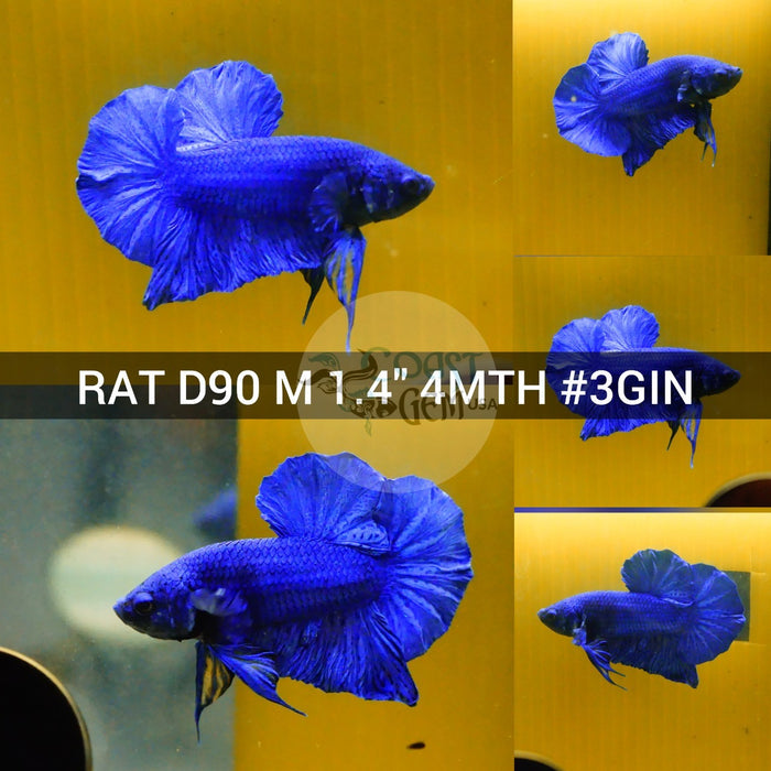 X(RAT-D90) Super Blue Plakat Male Betta