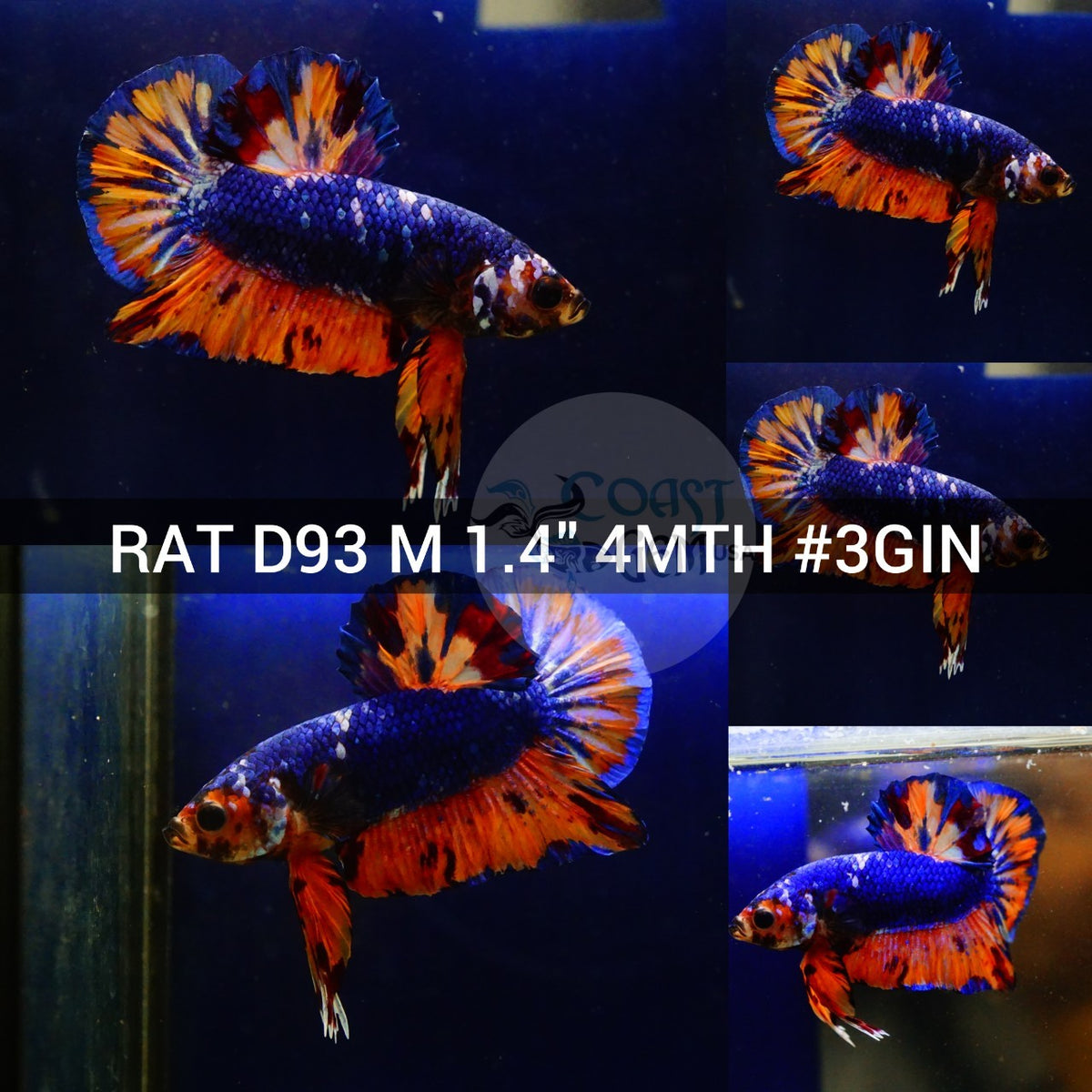 Betta Fish for Sale | Plakat Bettas | Fighting Fish | HMPK Betta ...