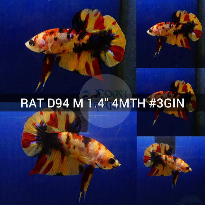 (RAT-D94) Nemo Leopard Plakat Male Betta
