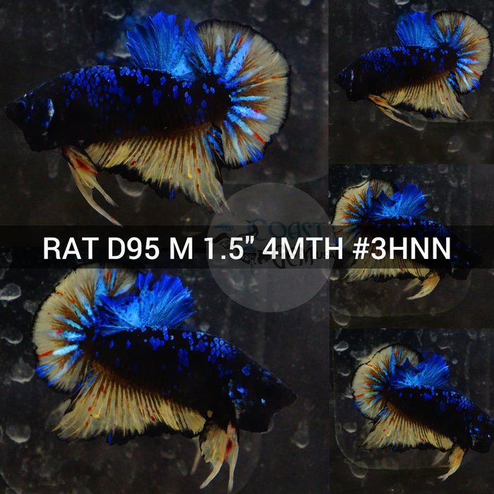 (RAT-D95) Black Avatar Galaxy Plakat Male Betta