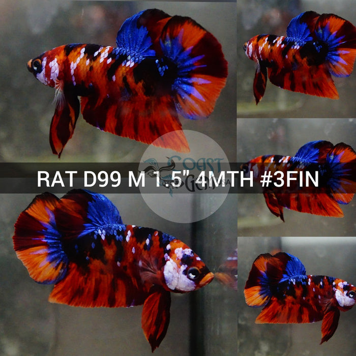 (RAT-D99) Nemo Galaxy Plakat Male Betta