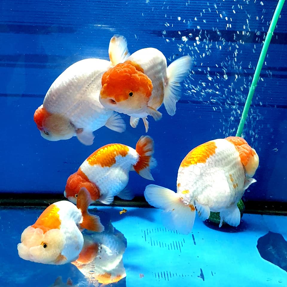 LIVE FANCY HIGH QUALITY LIONCHU RANCHU GOLDFISH