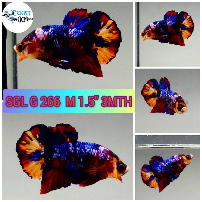 C466(SGL-266)  Nemo Galaxy Plakat Male Betta