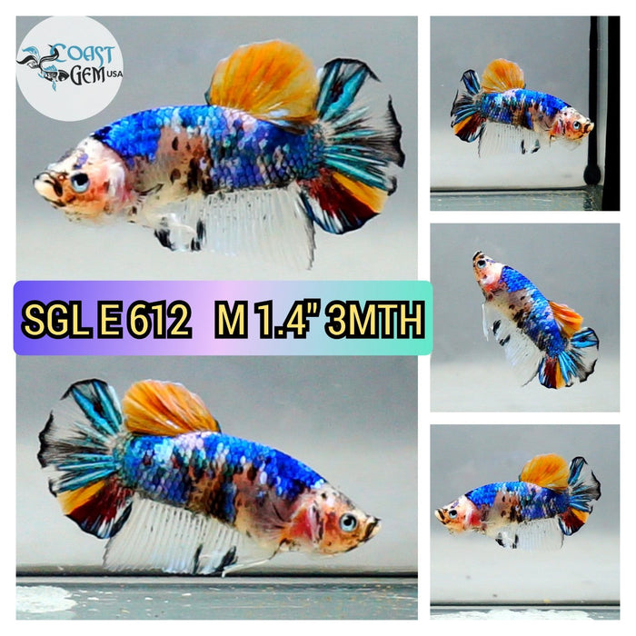 (SGL-612) Nemo Galaxy Plakat Male Betta