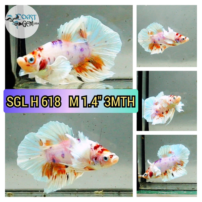 (SGL-618) Nemo Candy Dumbo Male Betta